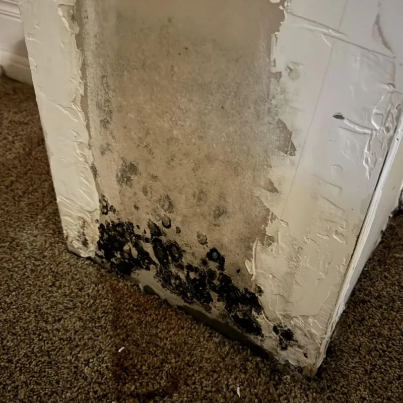 Professional Mold Removal in Woodsfield, OH